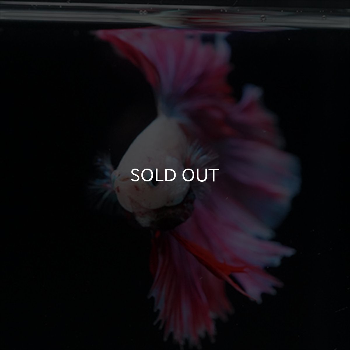 画像10: HM　ホワイトファンシー　ローズテール (10)