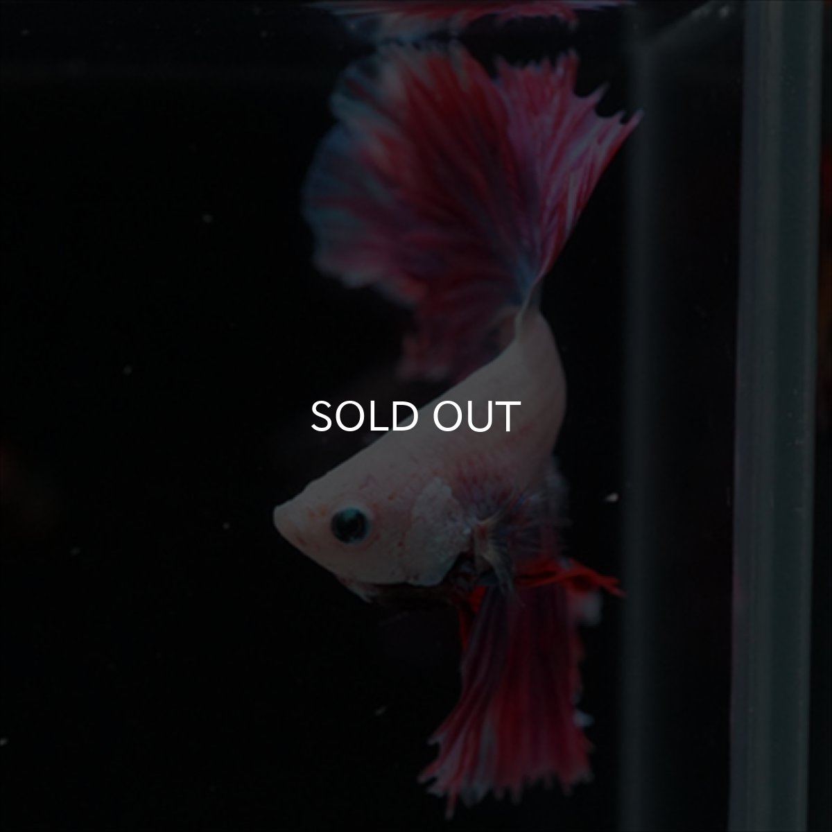 画像9: HM　ホワイトファンシー　ローズテール (9)