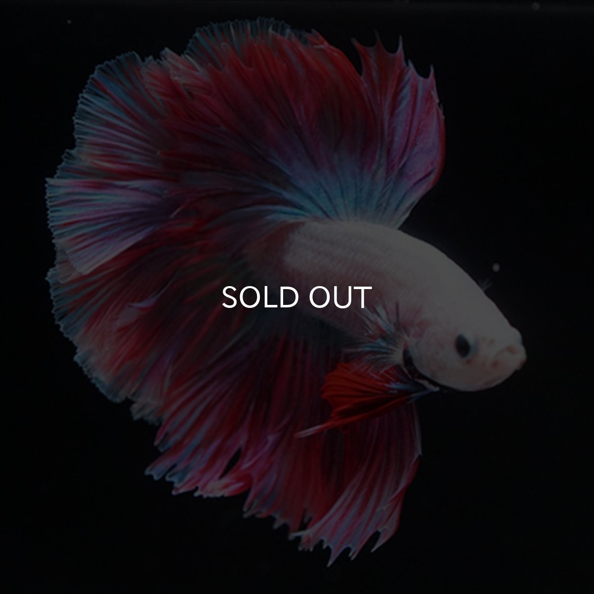 画像8: HM　ホワイトファンシー　ローズテール (8)