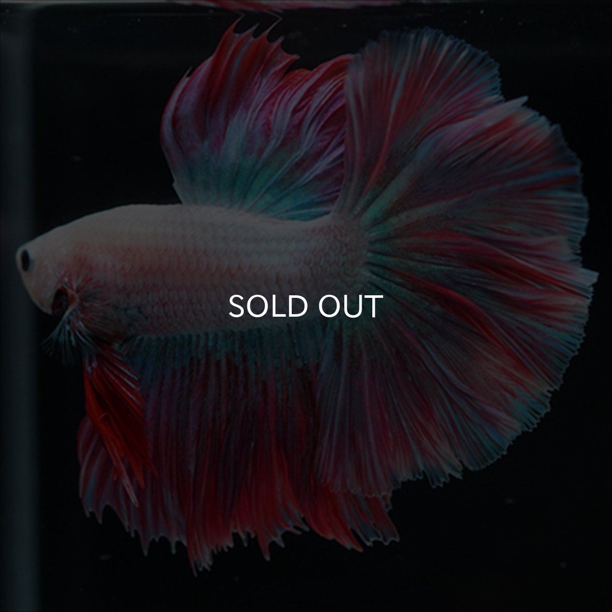 画像2: HM　ホワイトファンシー　ローズテール (2)