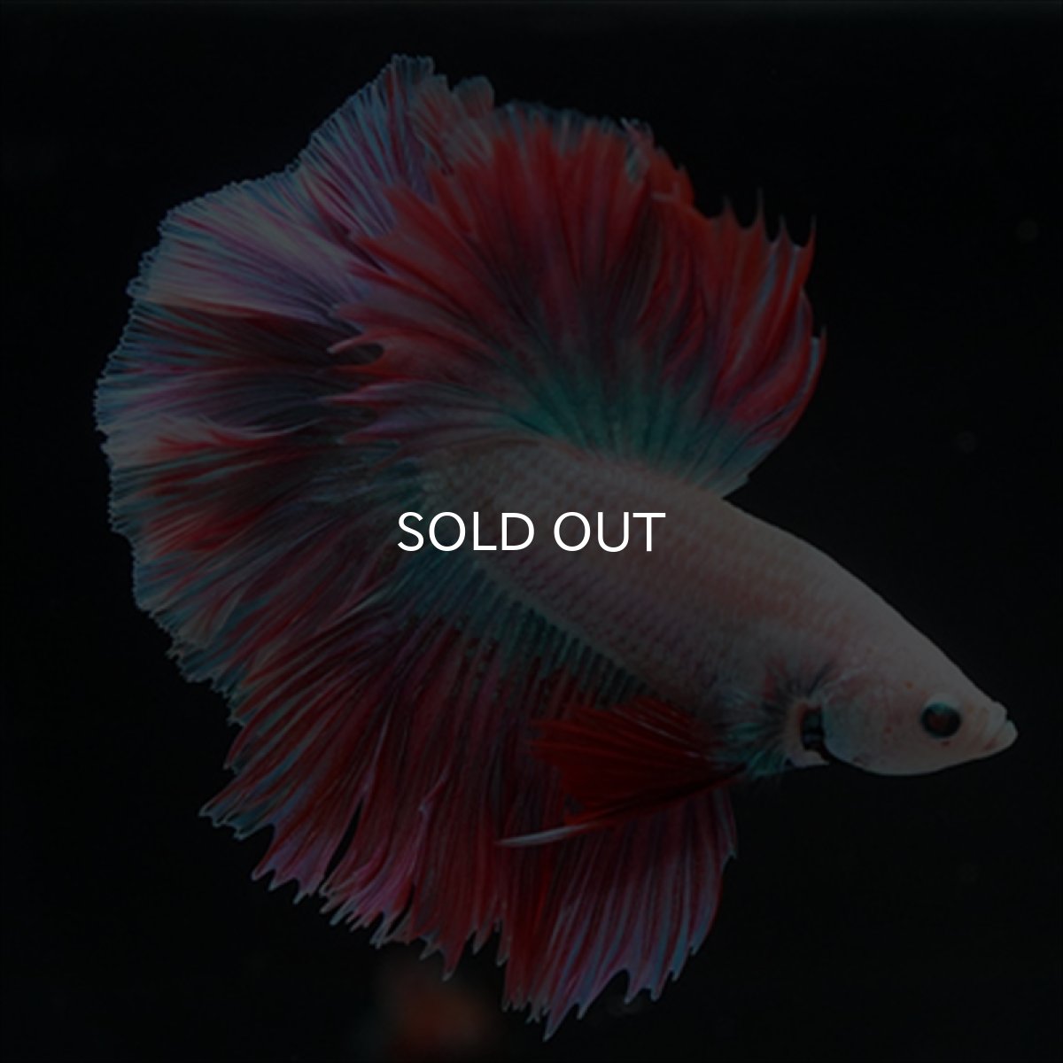 画像7: HM　ホワイトファンシー　ローズテール (7)