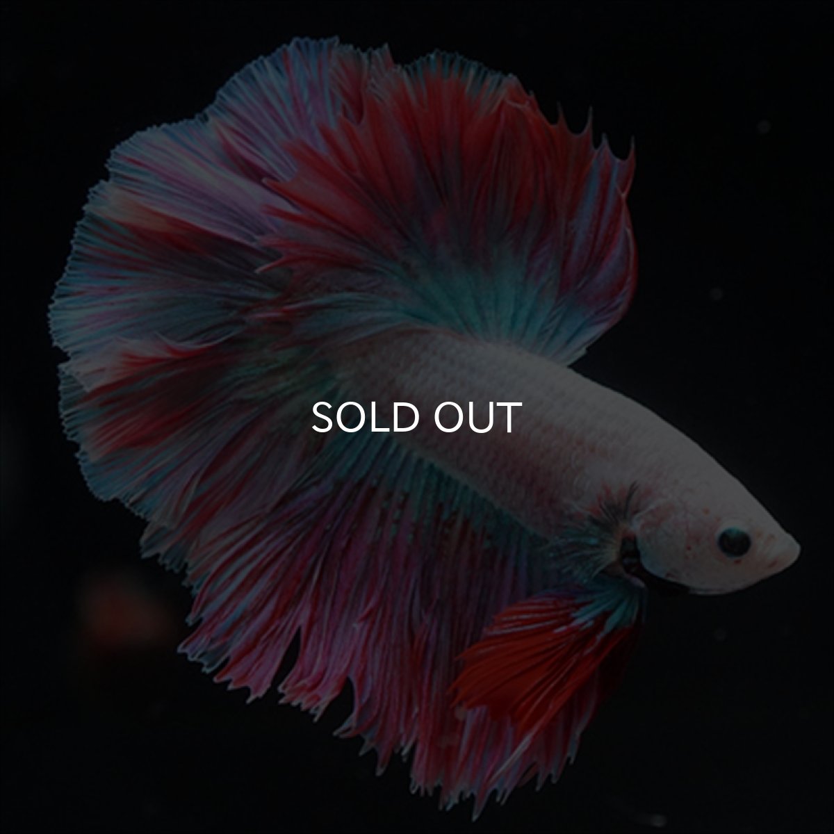 画像6: HM　ホワイトファンシー　ローズテール (6)