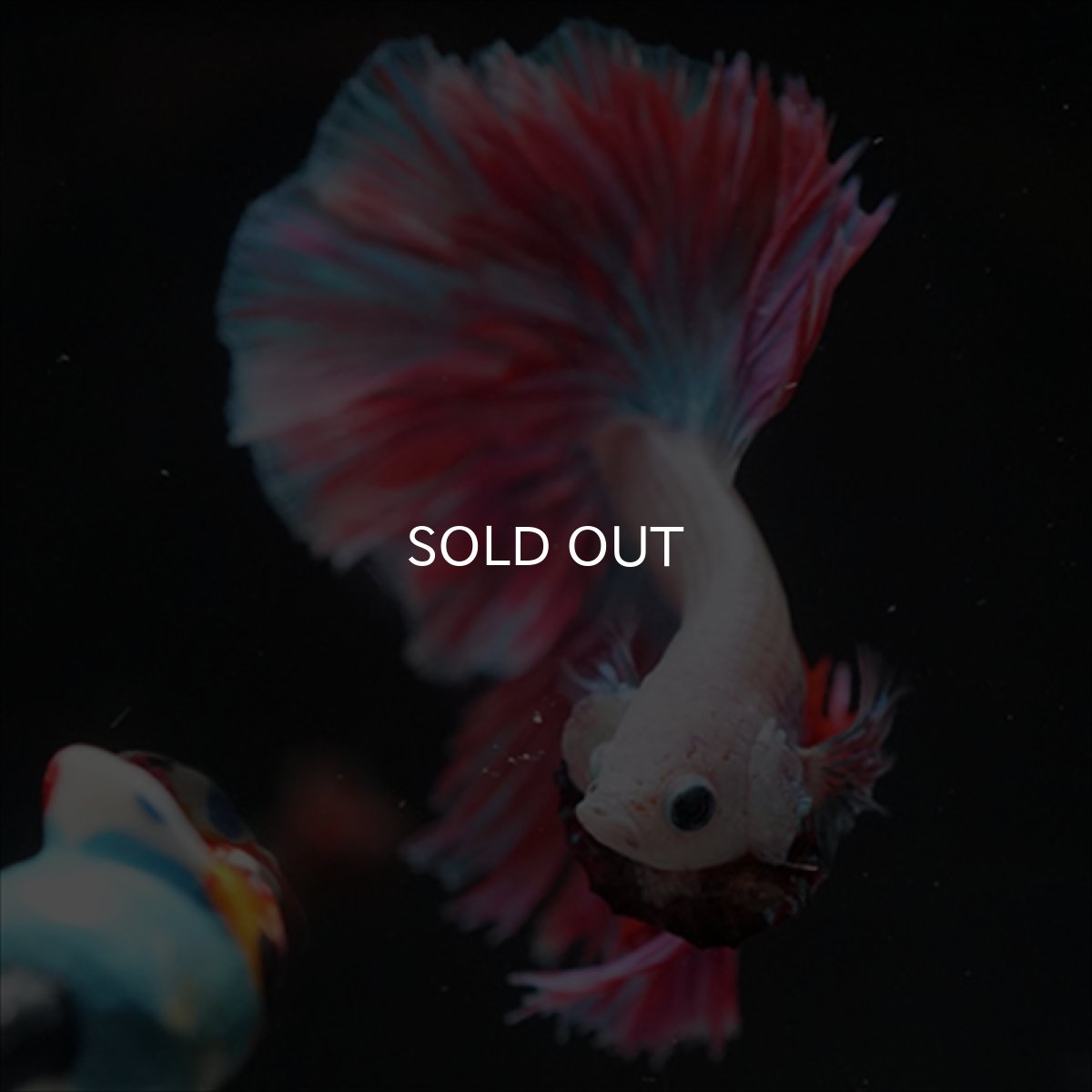 画像5: HM　ホワイトファンシー　ローズテール (5)