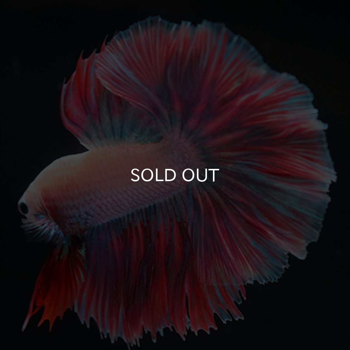 画像4: HM　ホワイトファンシー　ローズテール (4)