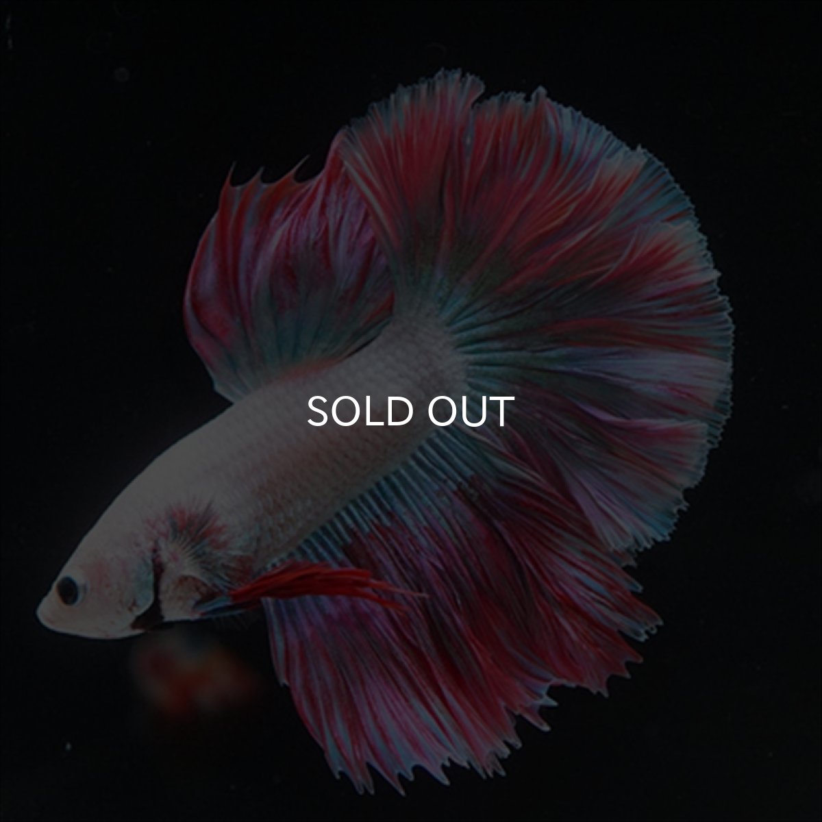 画像3: HM　ホワイトファンシー　ローズテール (3)