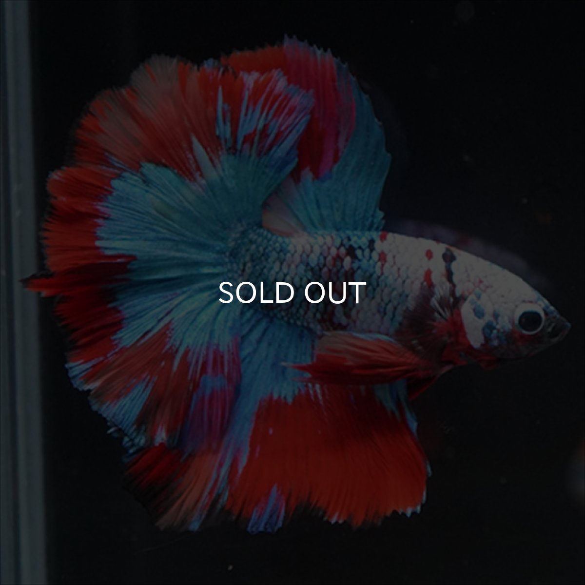 画像6: HM　レッドギャラクシー (6)