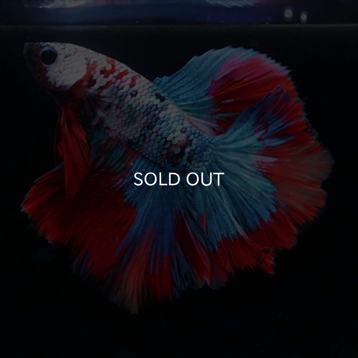 画像5: HM　レッドギャラクシー (5)