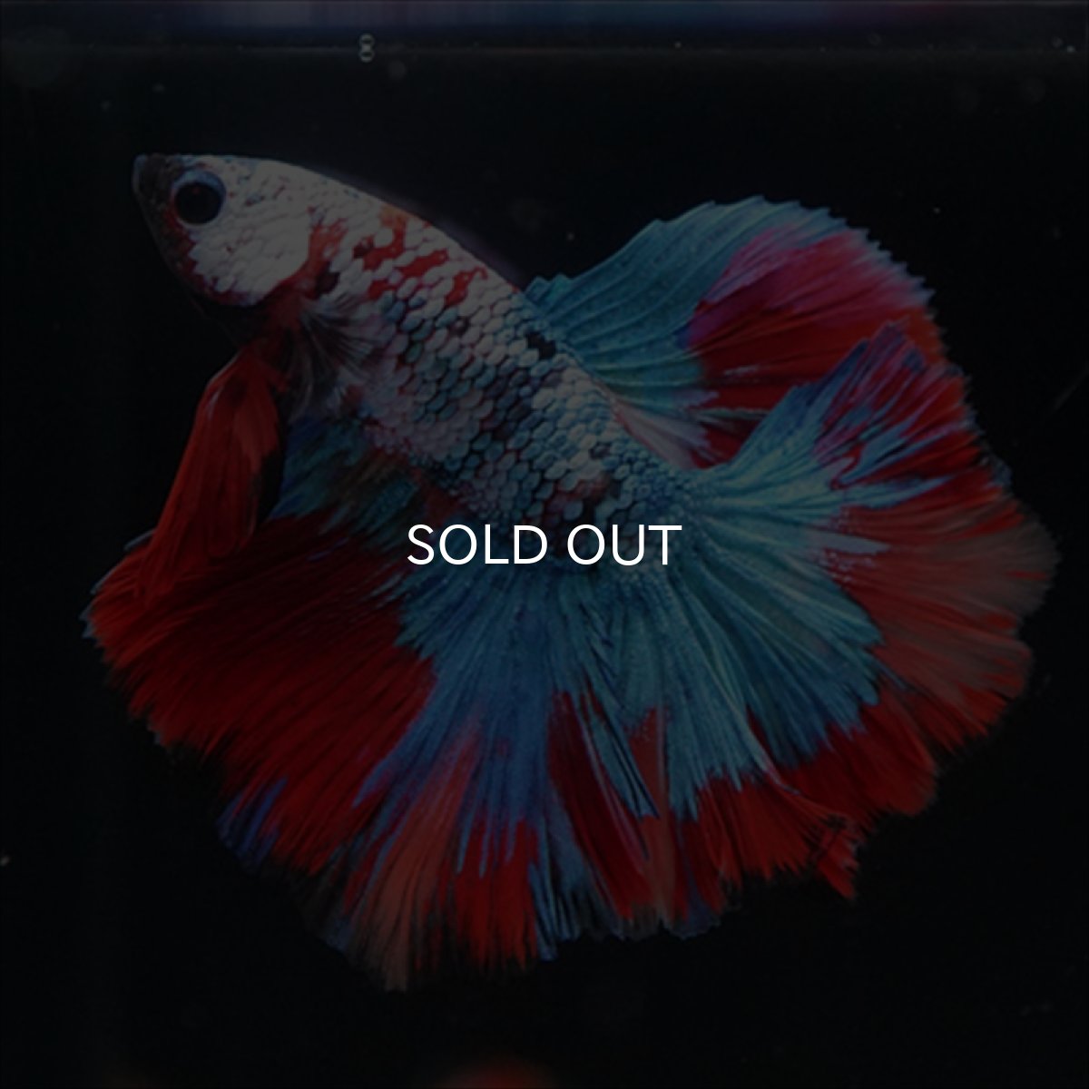 画像4: HM　レッドギャラクシー (4)