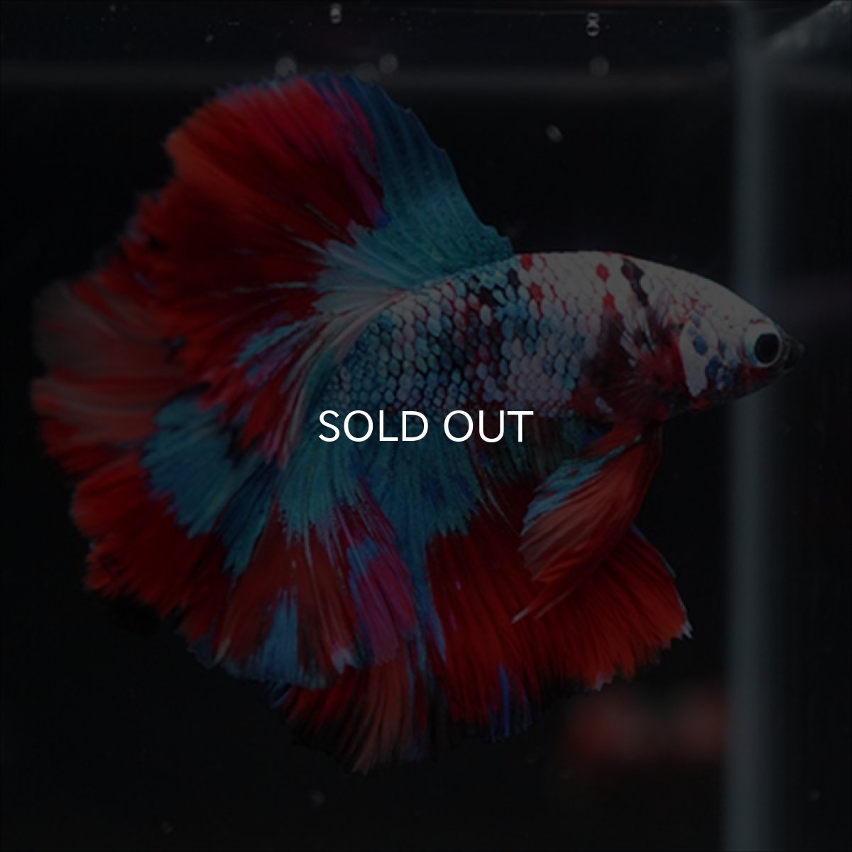 画像3: HM　レッドギャラクシー (3)