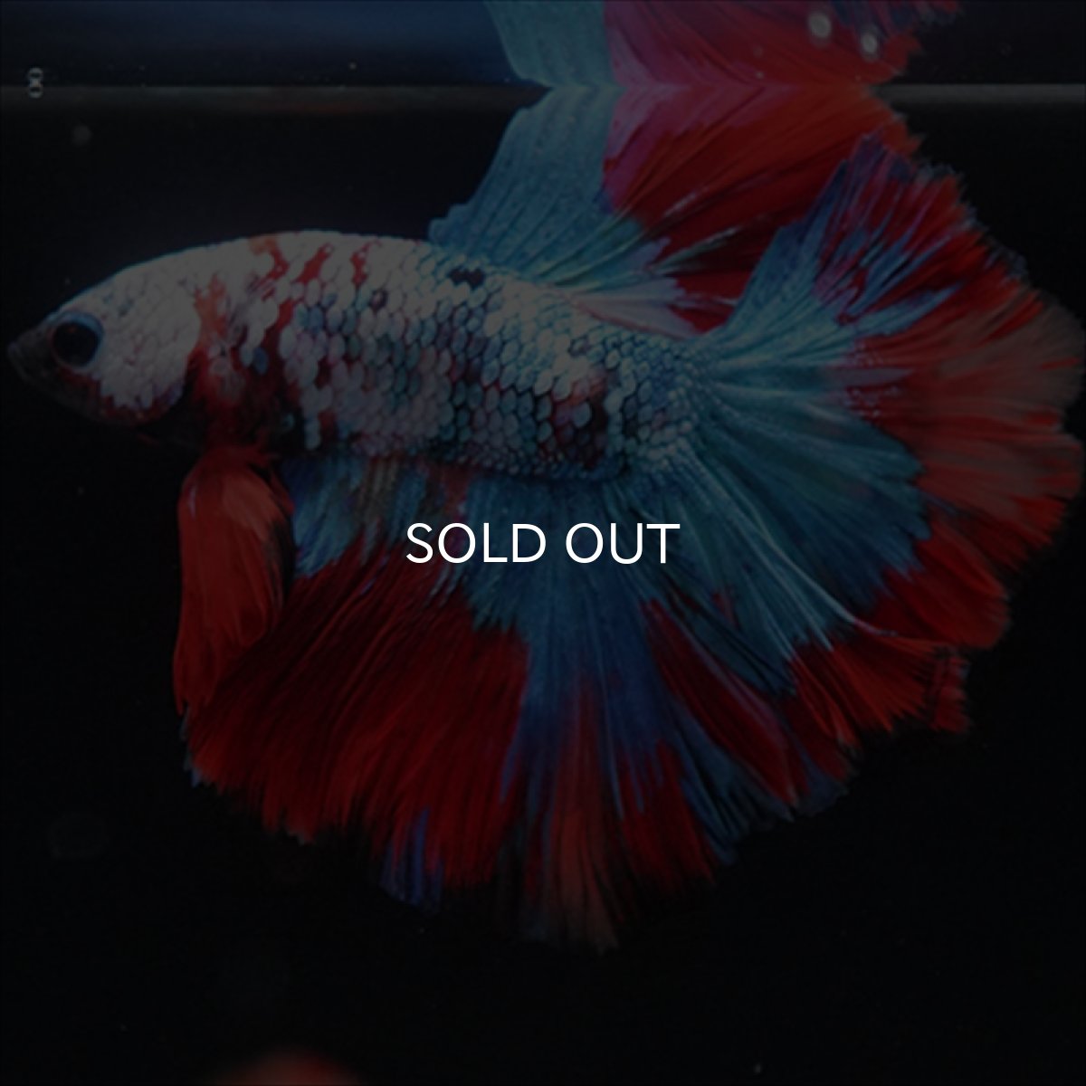 画像2: HM　レッドギャラクシー (2)