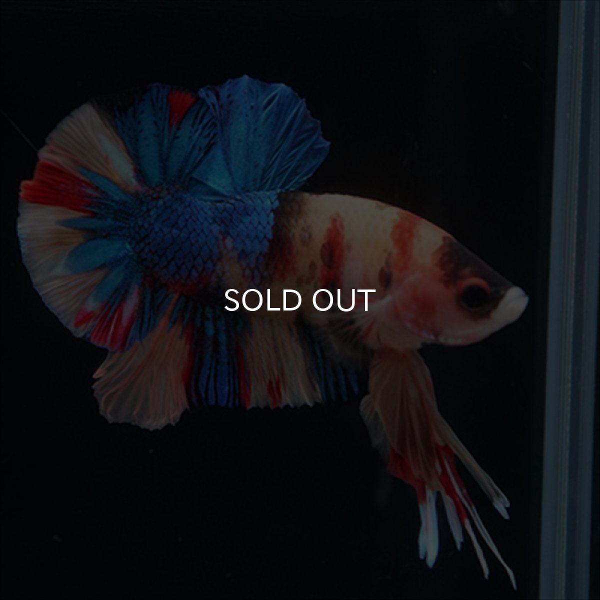 画像13: HMPK　キャンディ (13)