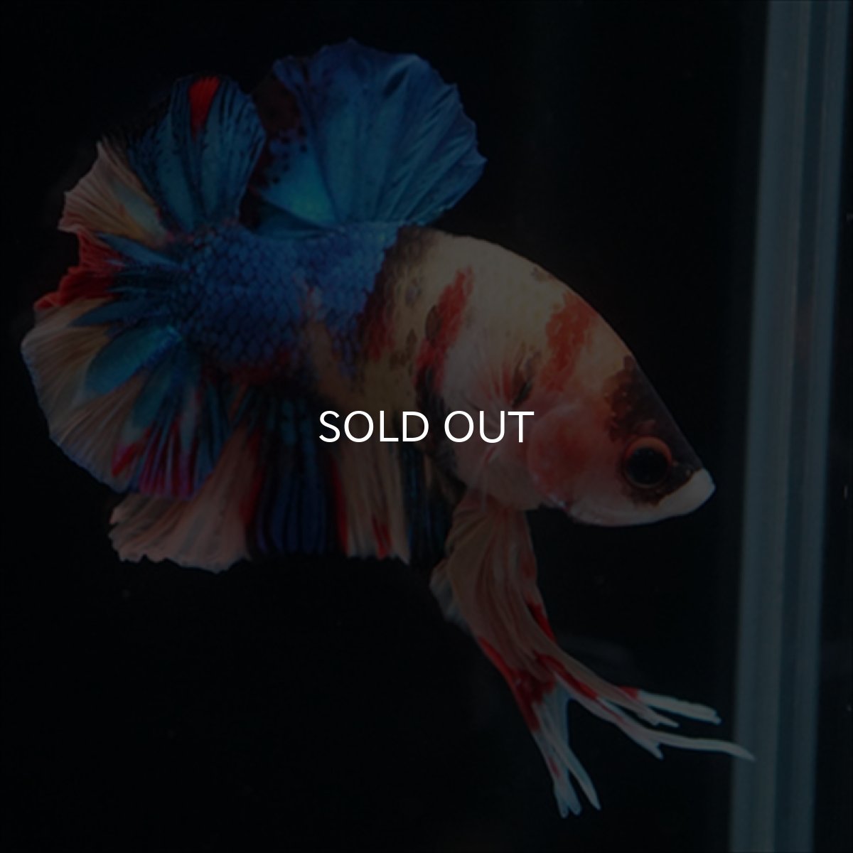 画像12: HMPK　キャンディ (12)