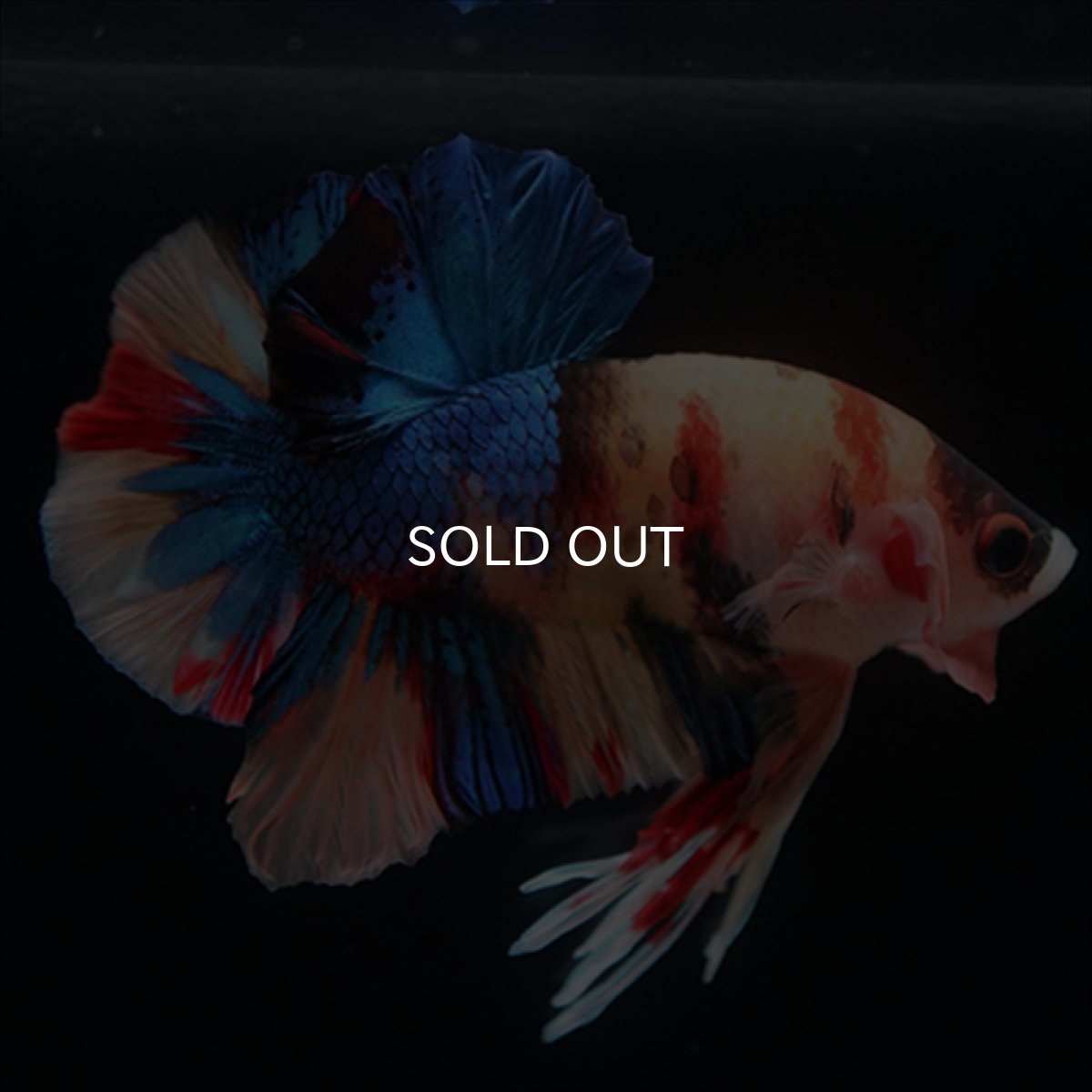 画像11: HMPK　キャンディ (11)