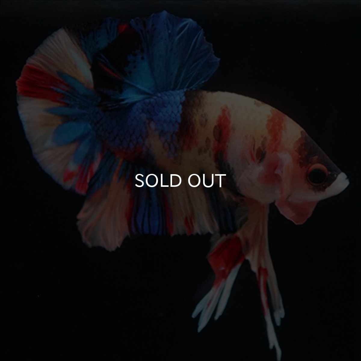 画像10: HMPK　キャンディ (10)