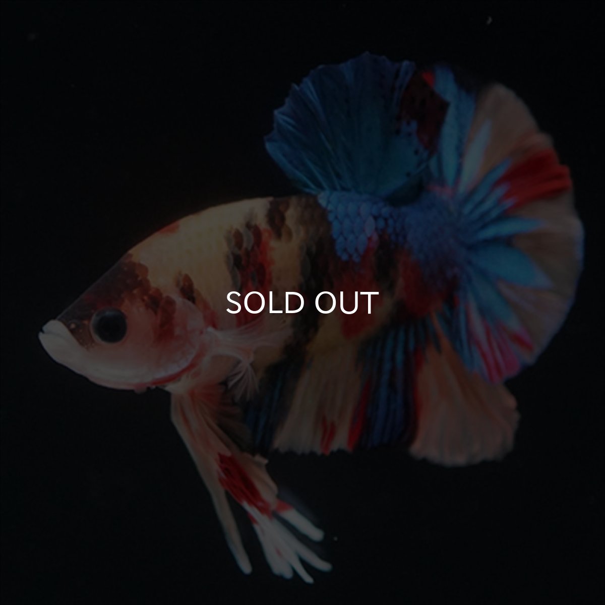 画像2: HMPK　キャンディ (2)