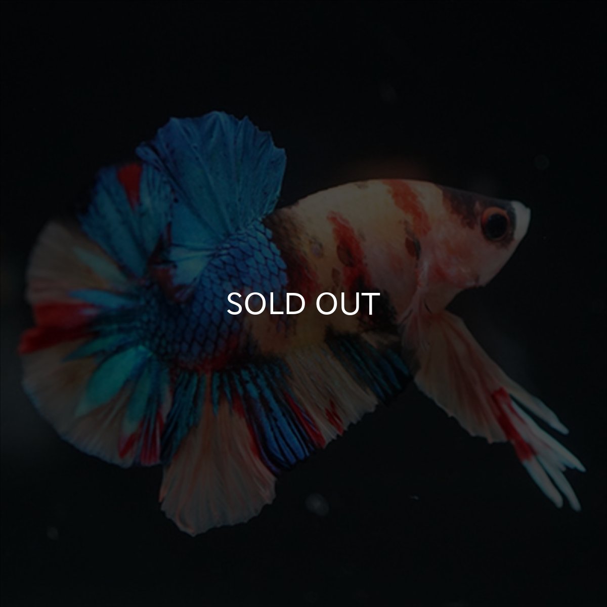 画像3: HMPK　キャンディ (3)