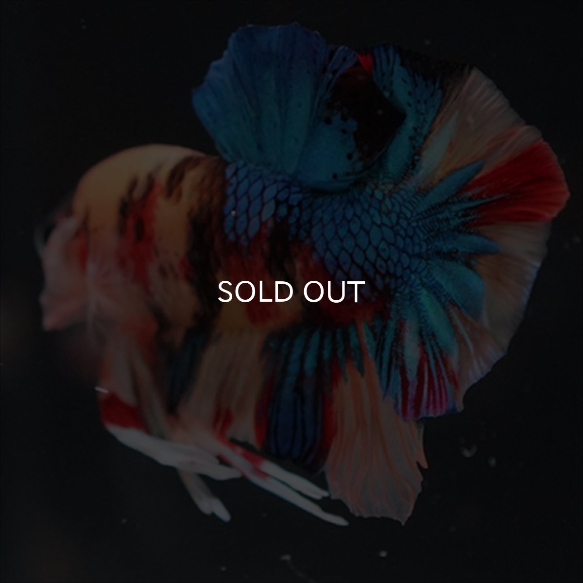 画像9: HMPK　キャンディ (9)