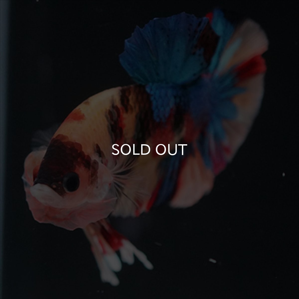 画像8: HMPK　キャンディ (8)