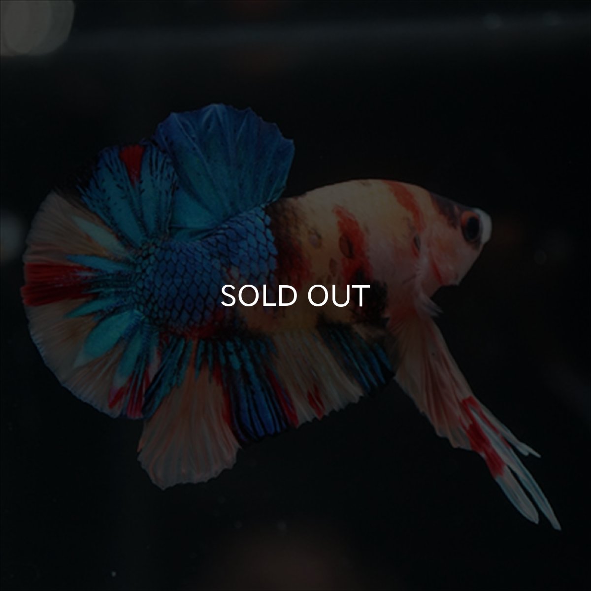 画像7: HMPK　キャンディ (7)