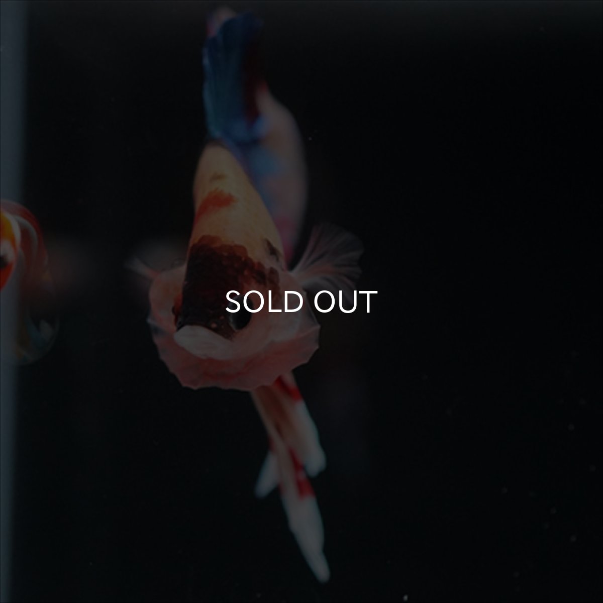 画像6: HMPK　キャンディ (6)