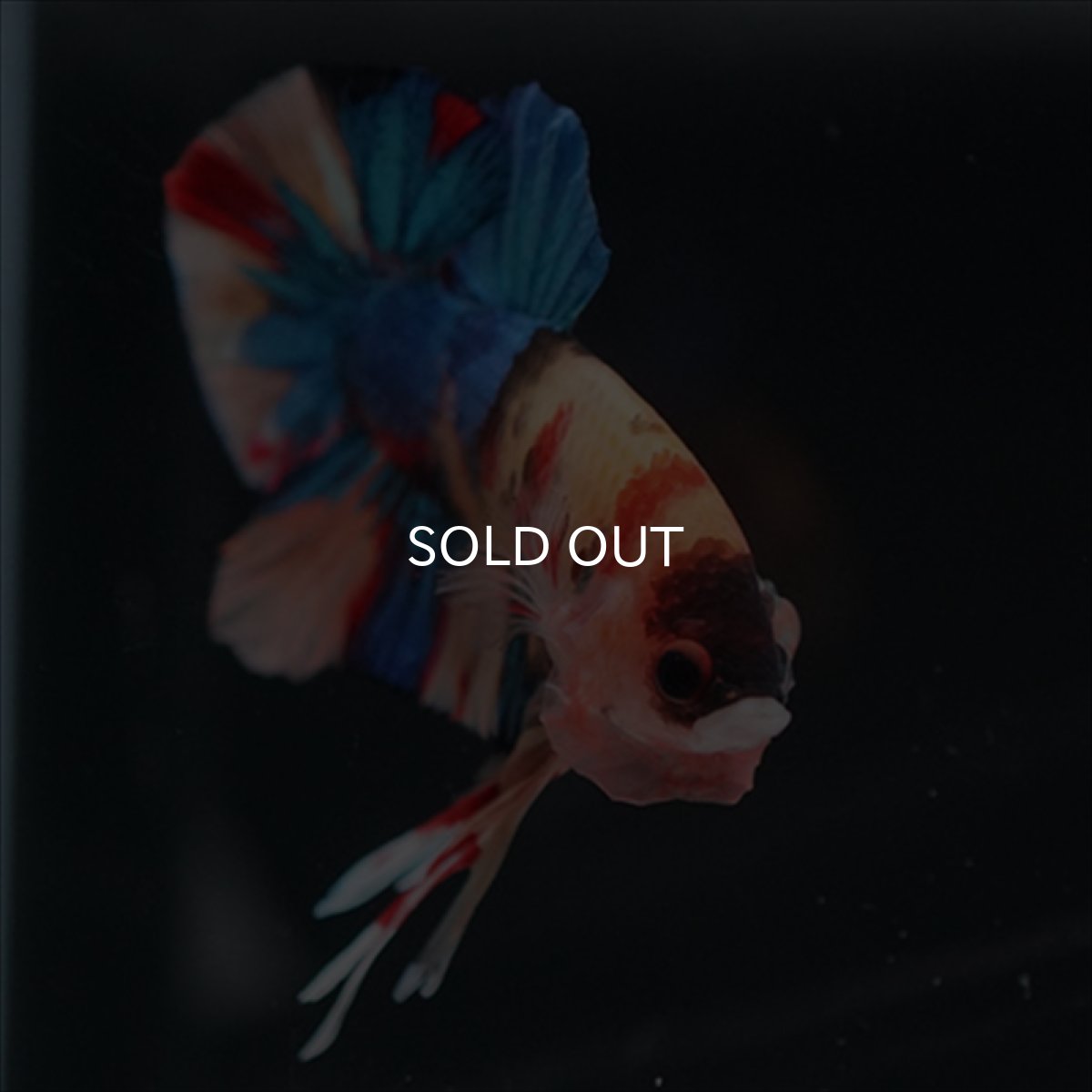 画像5: HMPK　キャンディ (5)