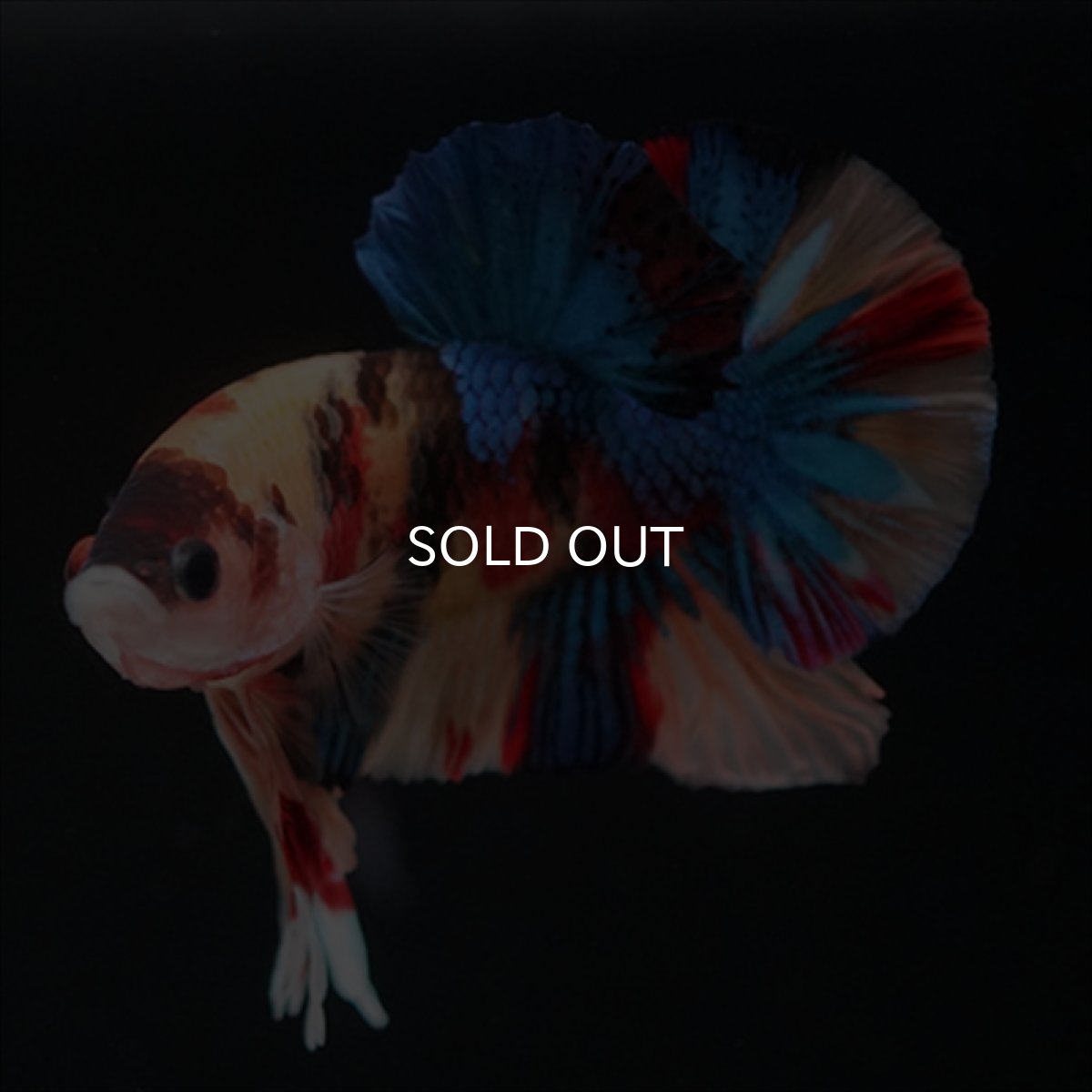 画像4: HMPK　キャンディ (4)