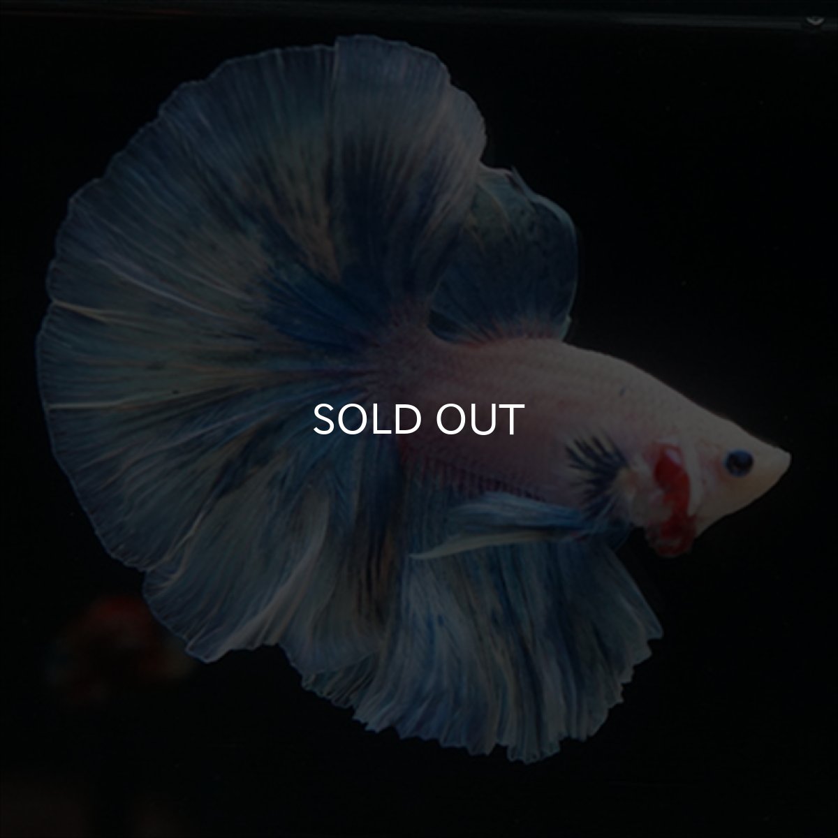 画像2: HM　ホワイトファンシー (2)