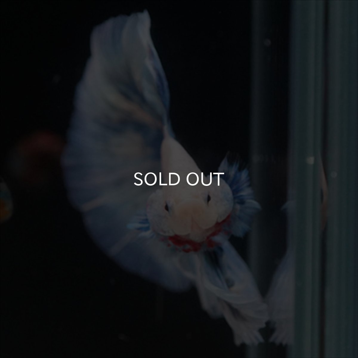 画像12: HM　ホワイトファンシー (12)