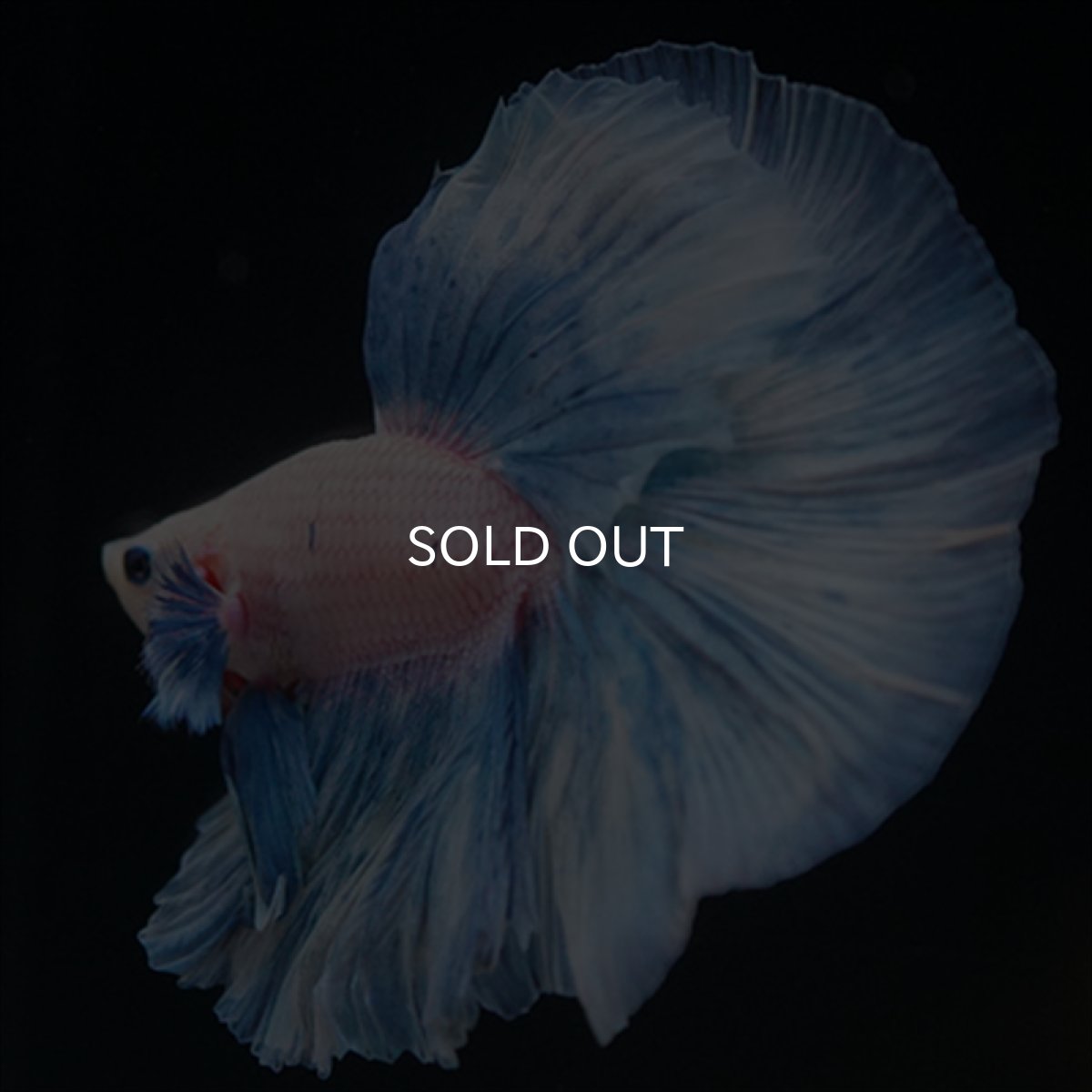 画像11: HM　ホワイトファンシー (11)