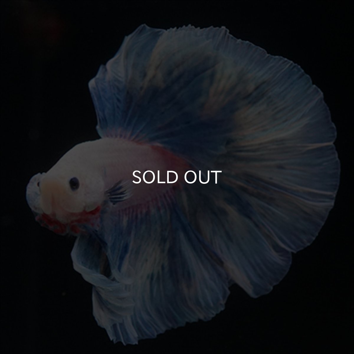 画像10: HM　ホワイトファンシー (10)