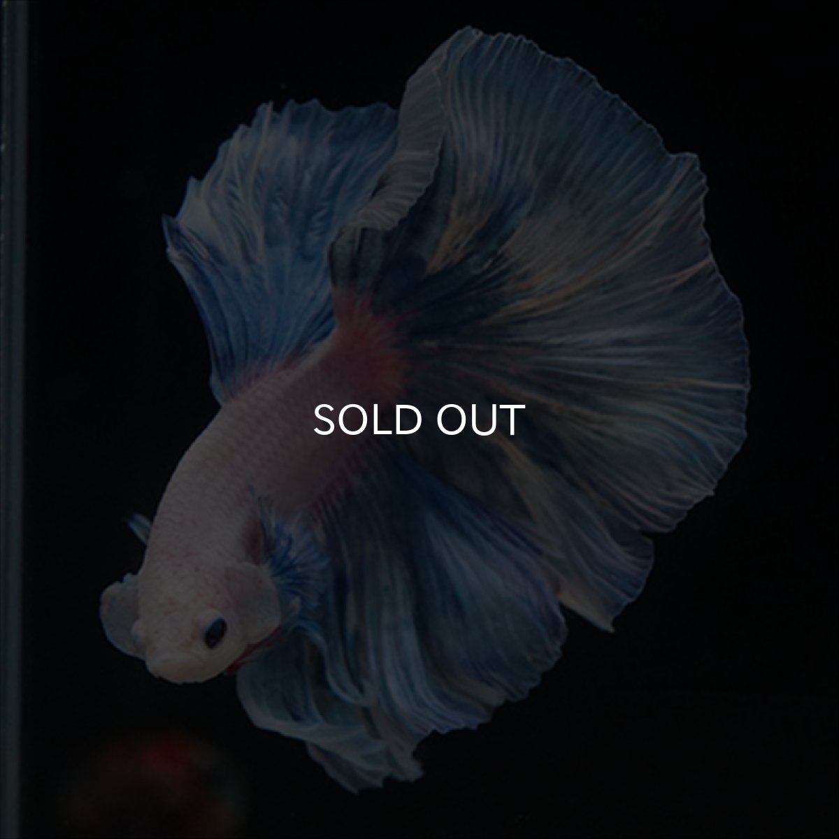 画像9: HM　ホワイトファンシー (9)