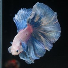 画像9: HM　ホワイトファンシー (9)
