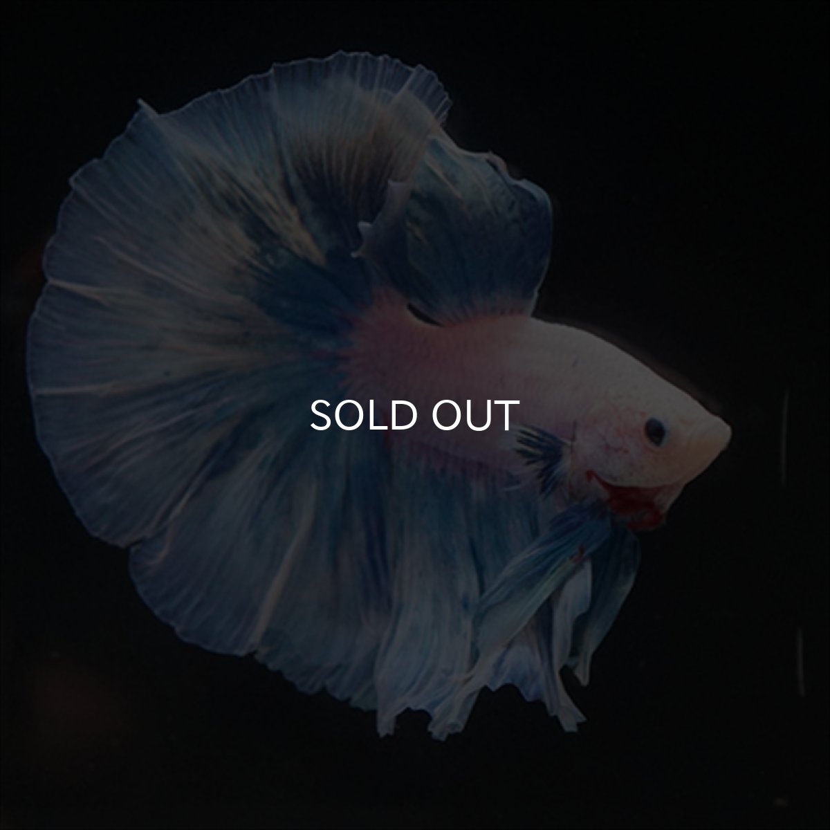 画像8: HM　ホワイトファンシー (8)