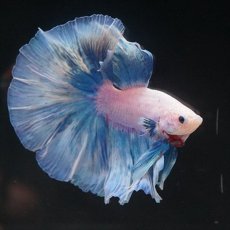 画像8: HM　ホワイトファンシー (8)