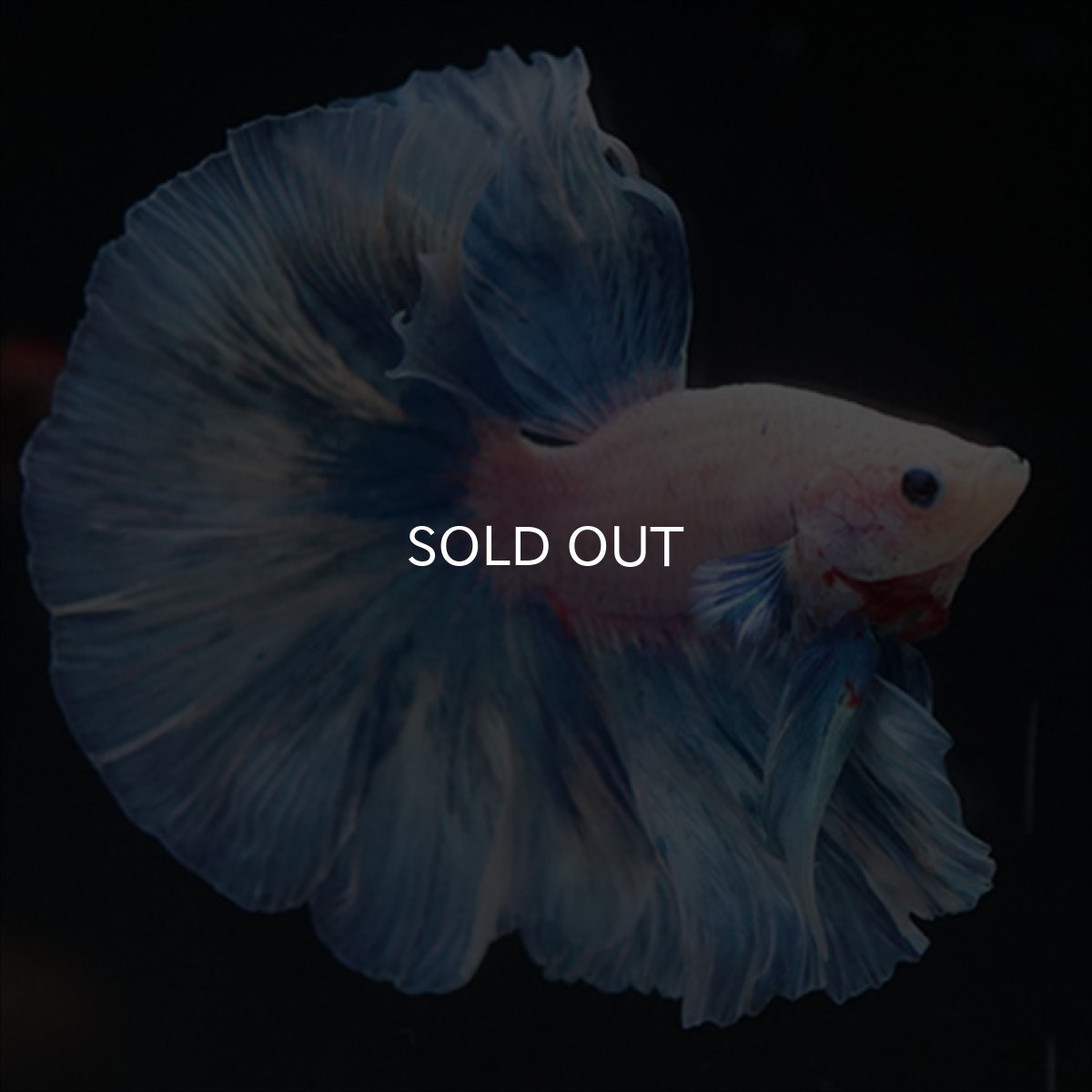 画像7: HM　ホワイトファンシー (7)