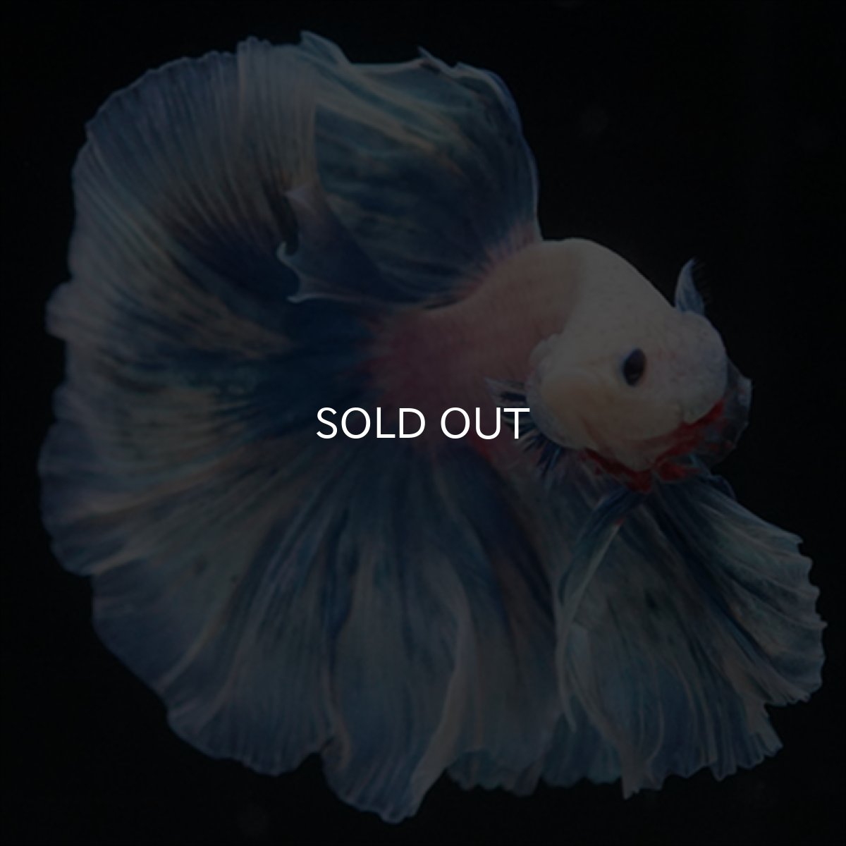 画像6: HM　ホワイトファンシー (6)