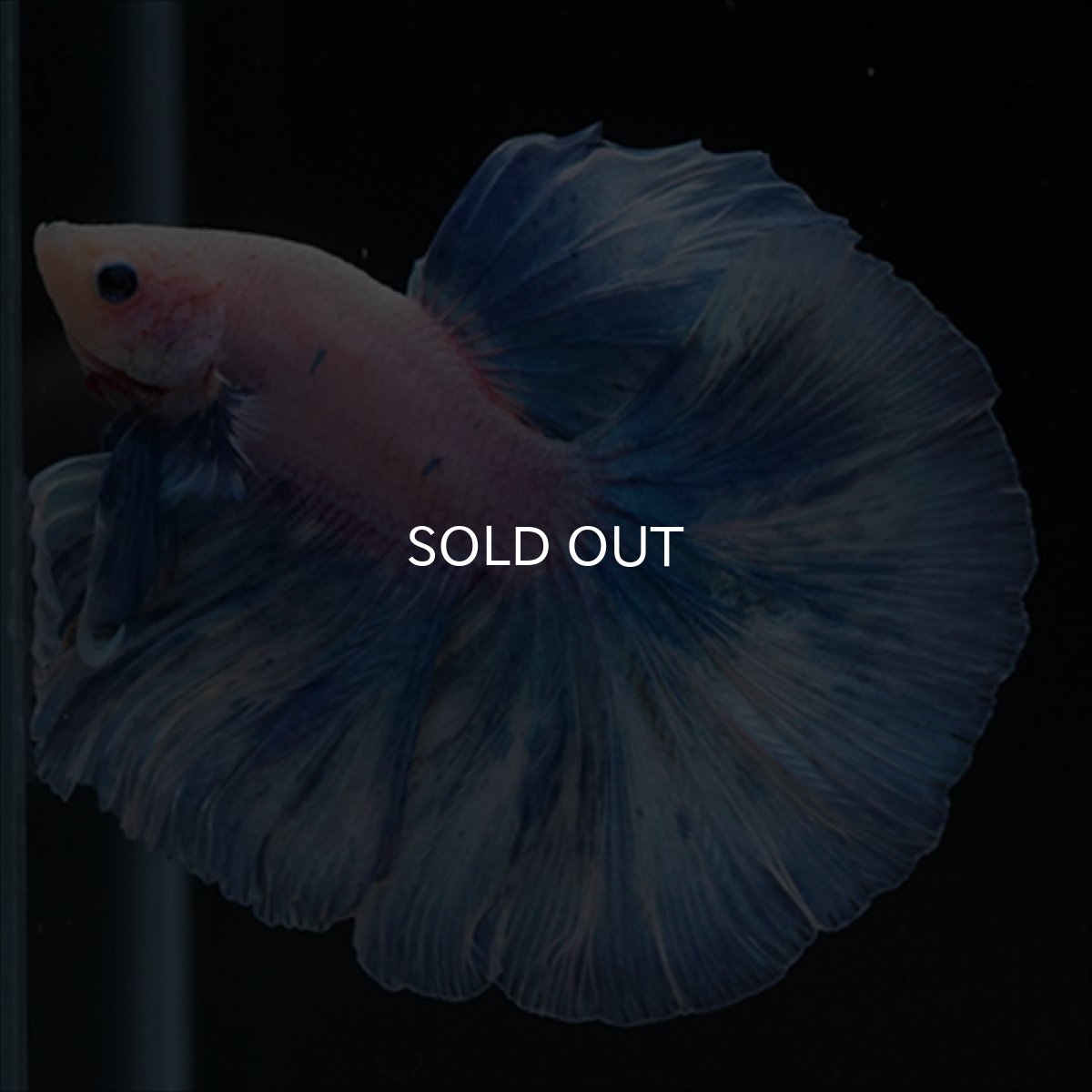 画像5: HM　ホワイトファンシー (5)