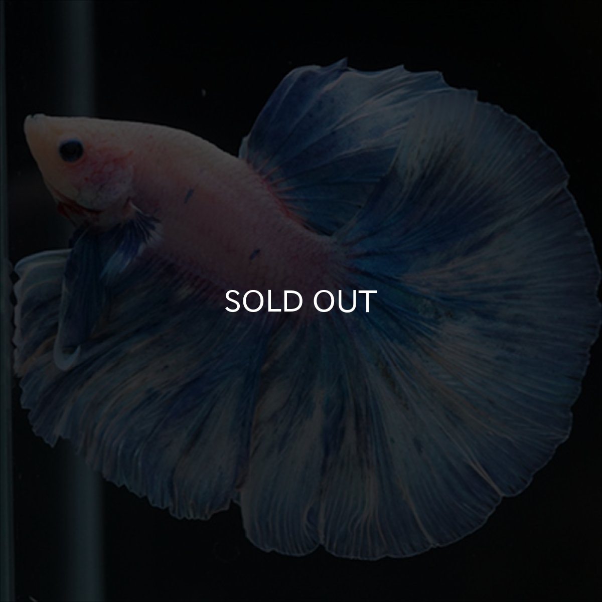 画像4: HM　ホワイトファンシー (4)