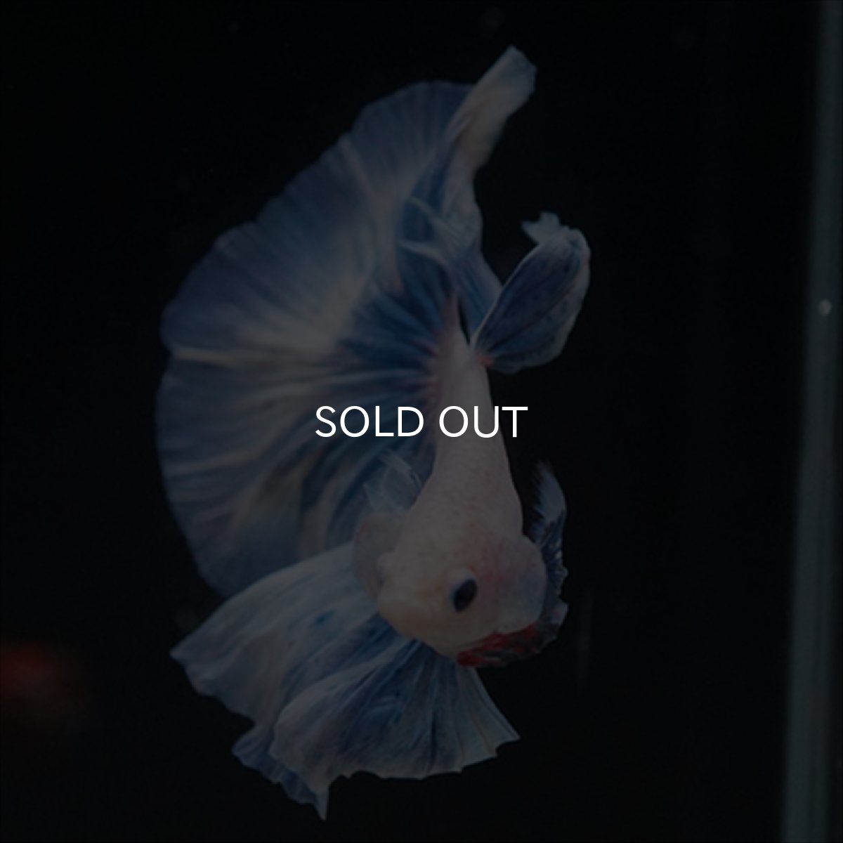 画像3: HM　ホワイトファンシー (3)