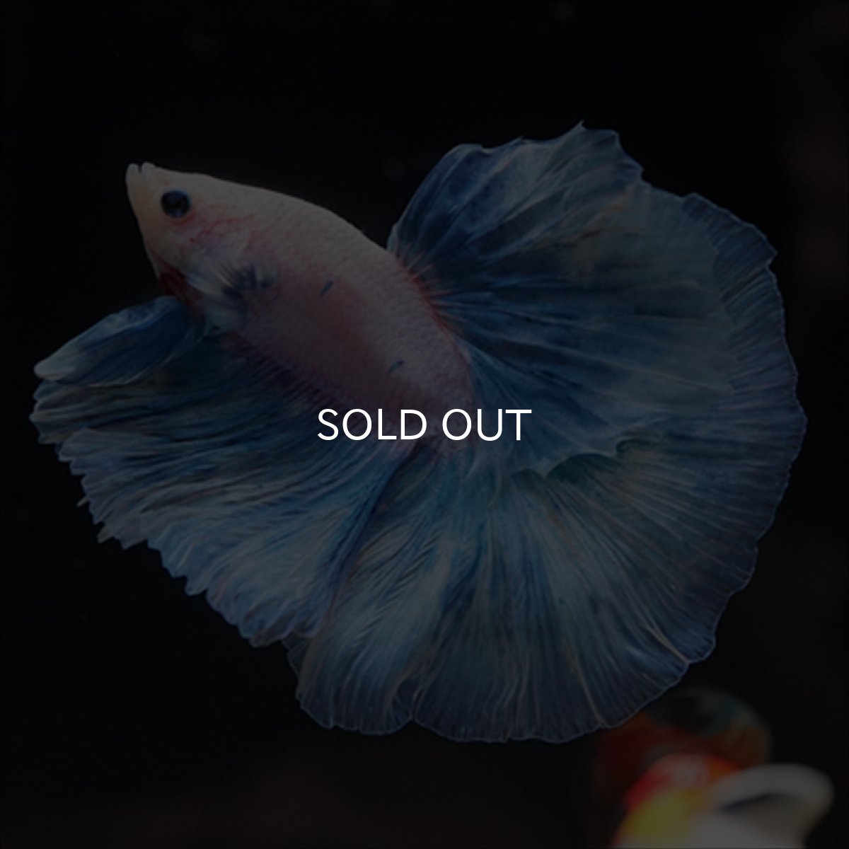 画像13: HM　ホワイトファンシー (13)