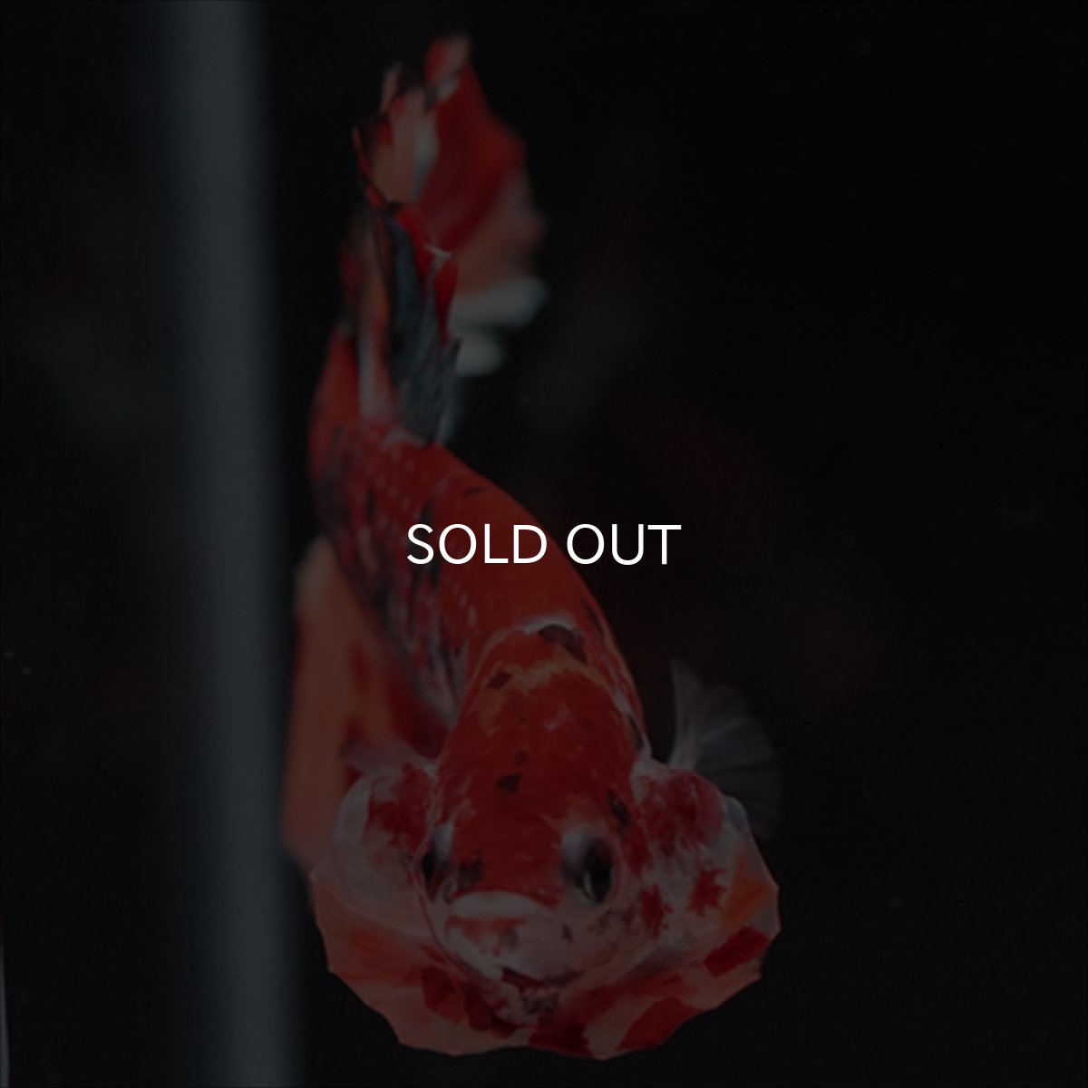 画像15: HMPK　キャンディギャラクシー (15)