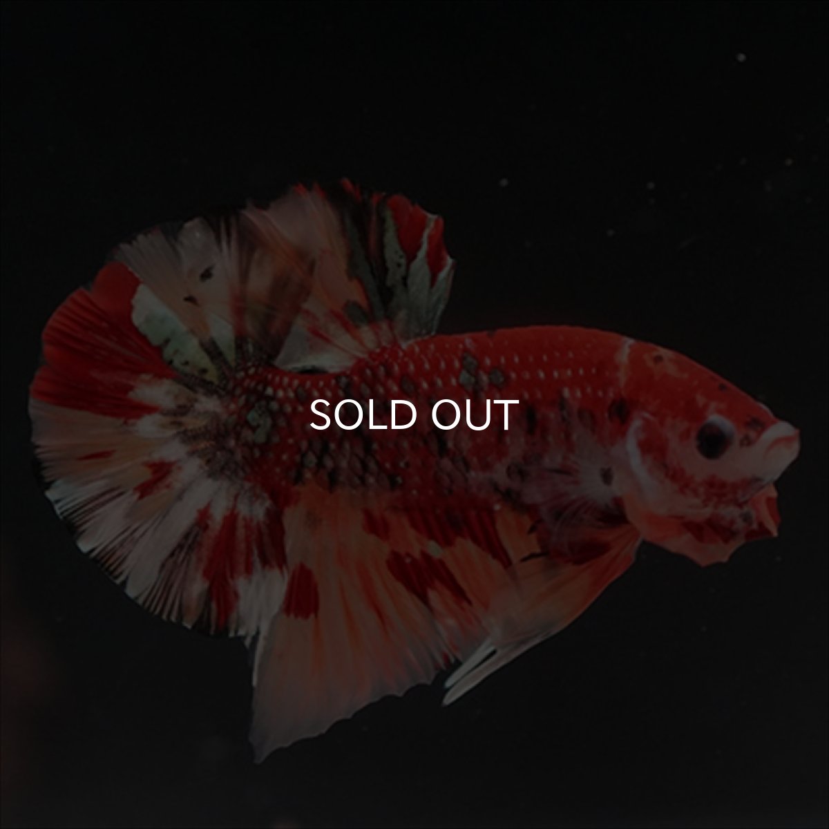 画像14: HMPK　キャンディギャラクシー (14)