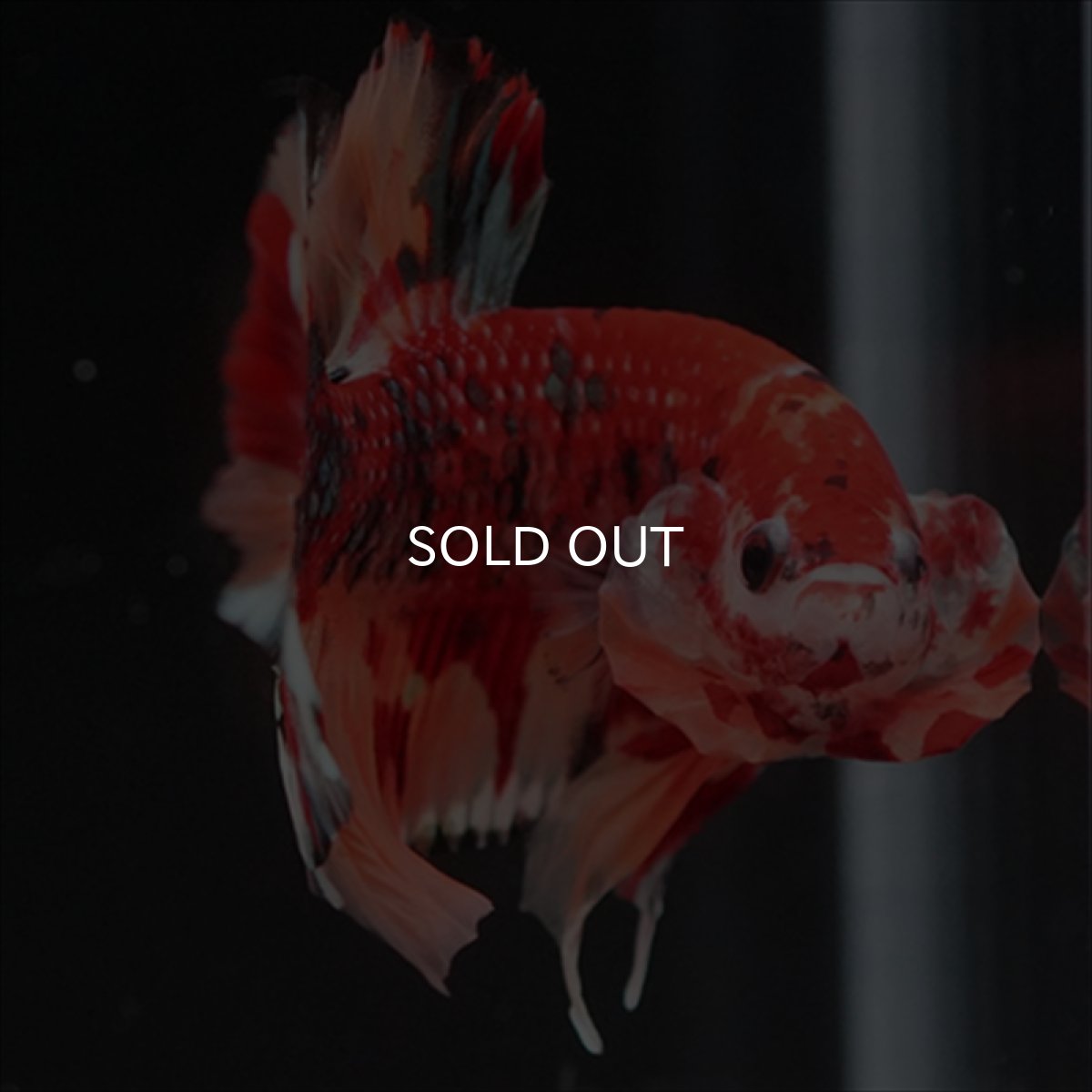 画像13: HMPK　キャンディギャラクシー (13)