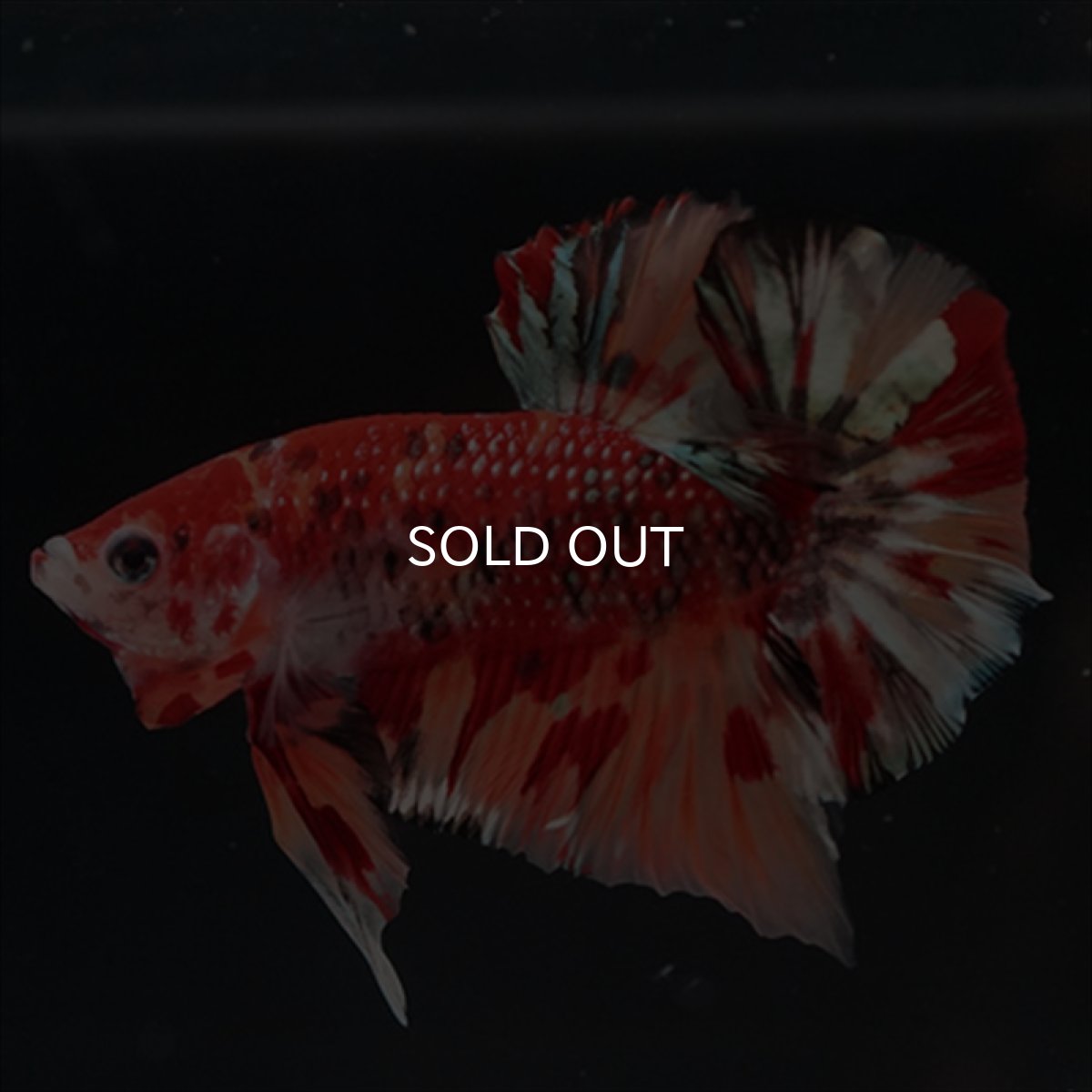 画像12: HMPK　キャンディギャラクシー (12)