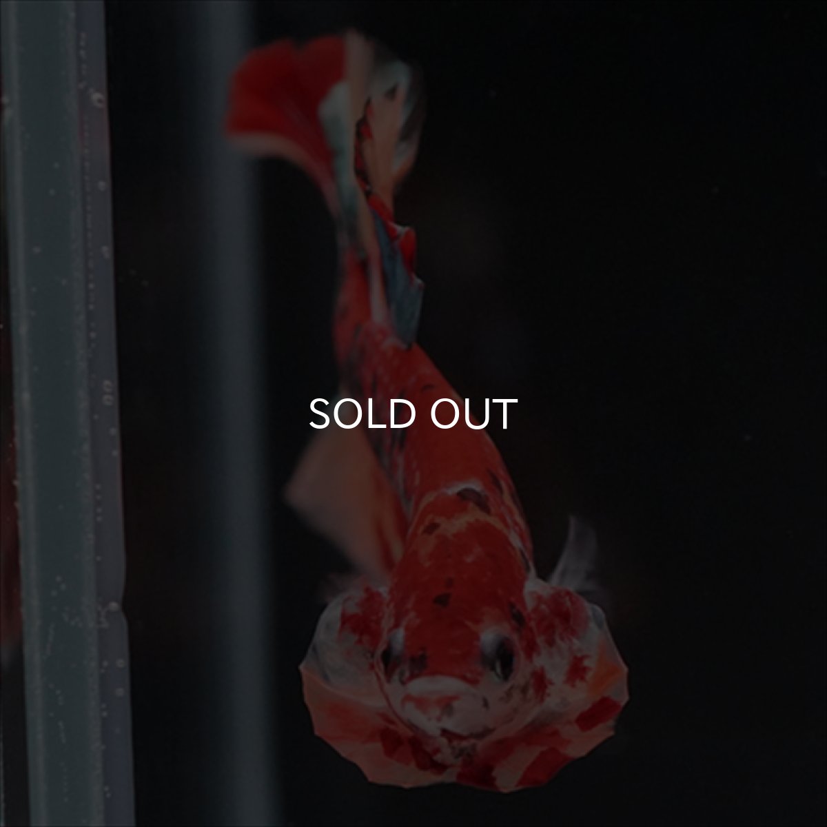 画像11: HMPK　キャンディギャラクシー (11)