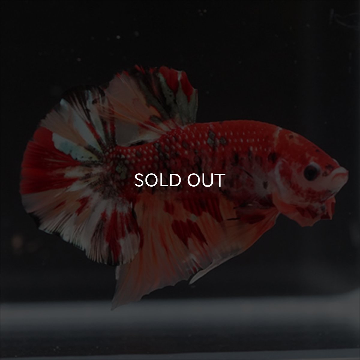 画像10: HMPK　キャンディギャラクシー (10)