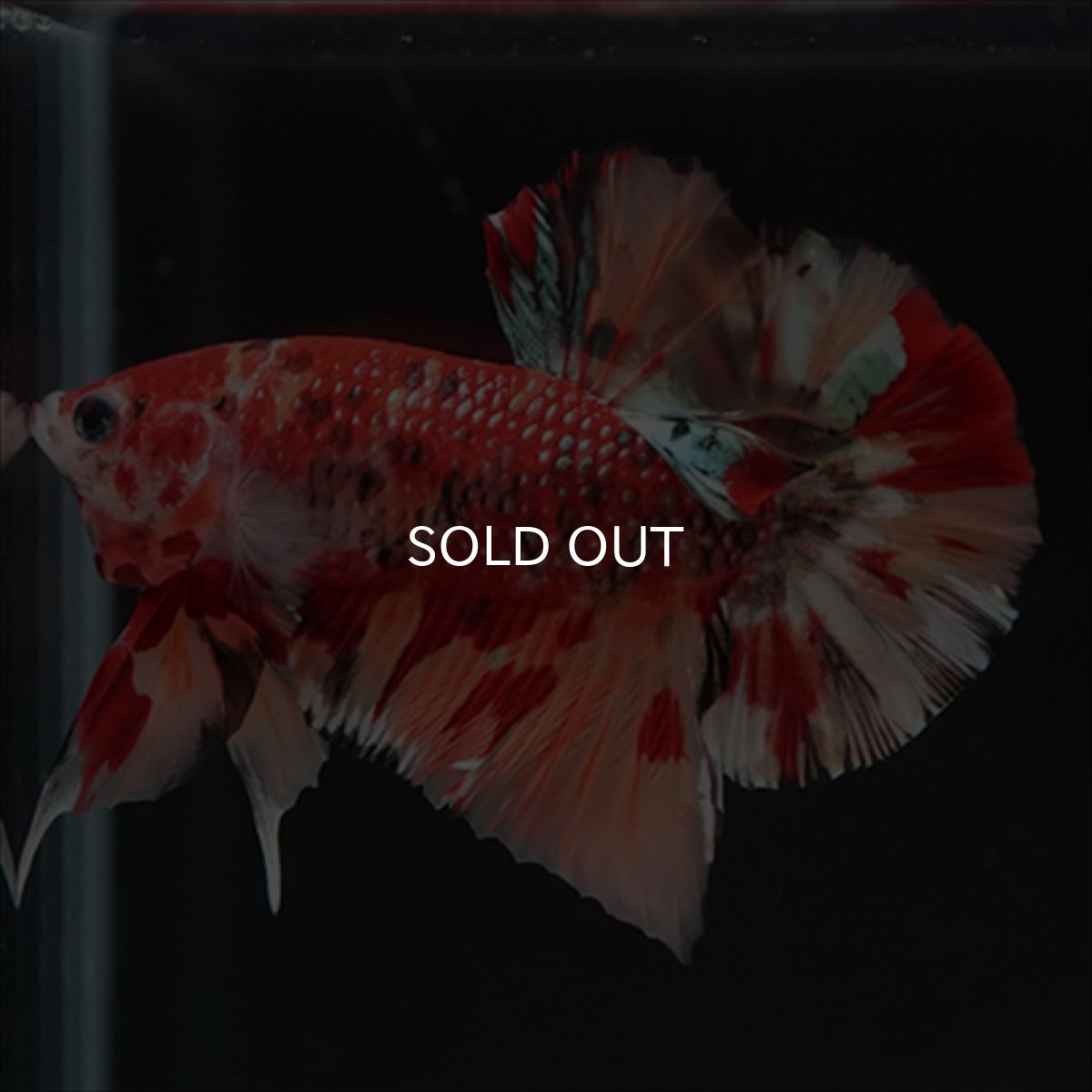 画像9: HMPK　キャンディギャラクシー (9)