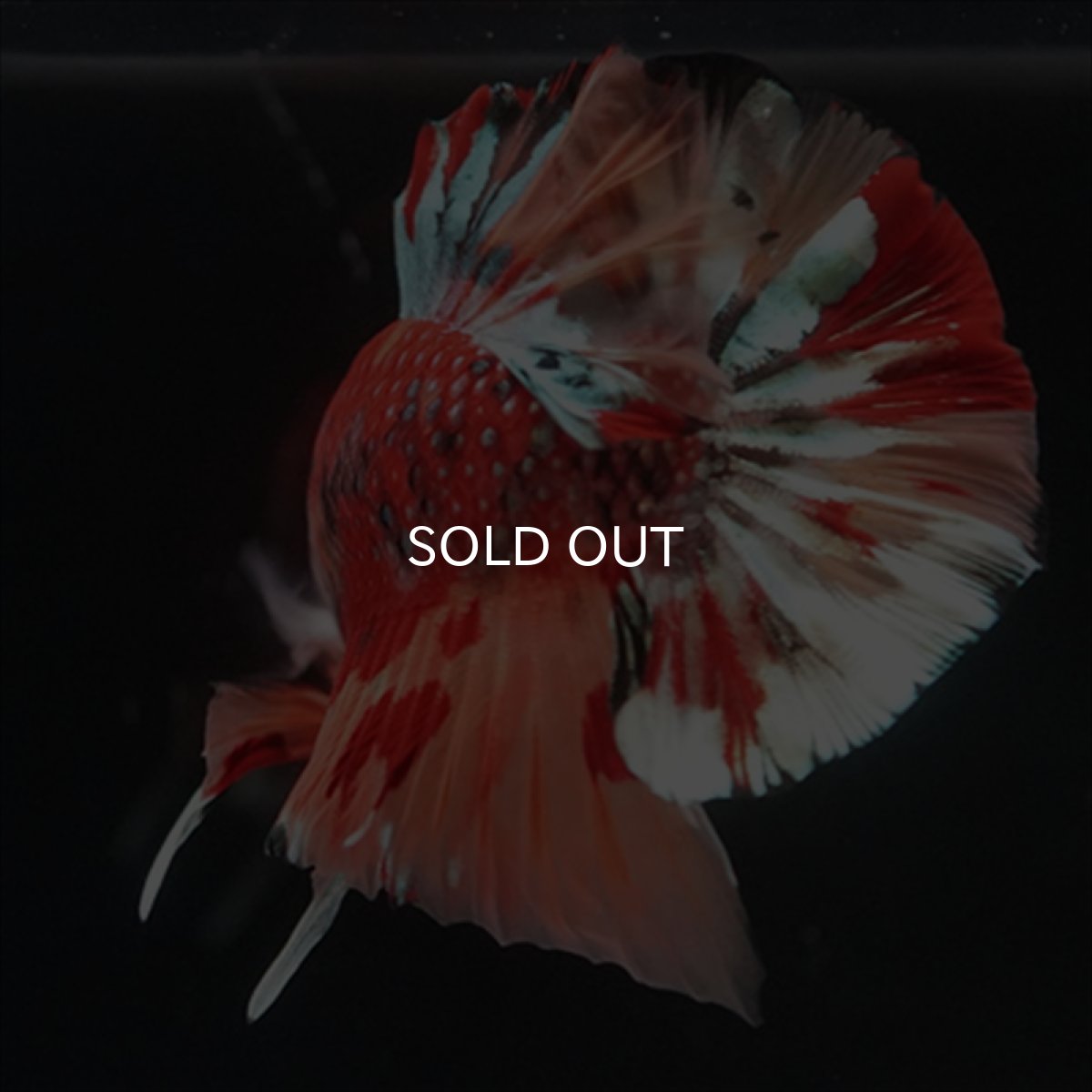 画像8: HMPK　キャンディギャラクシー (8)