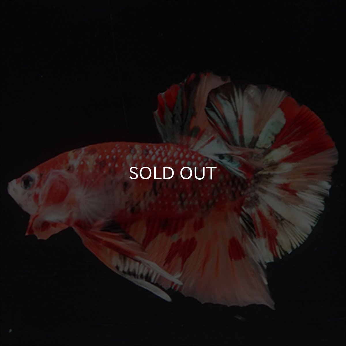 画像7: HMPK　キャンディギャラクシー (7)