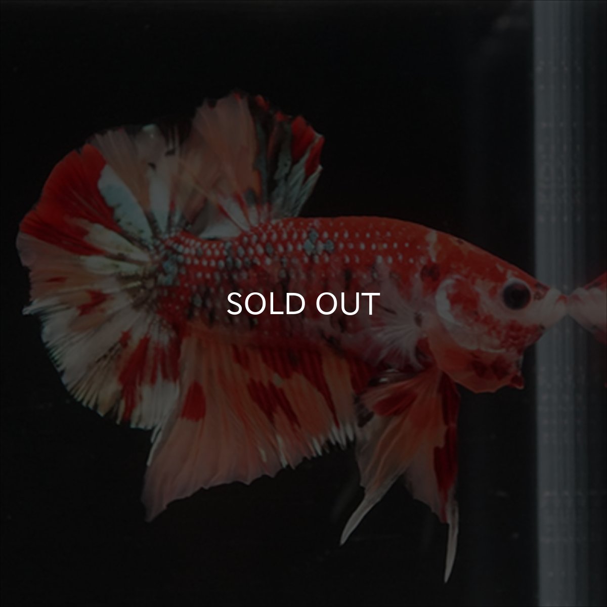 画像2: HMPK　キャンディギャラクシー (2)